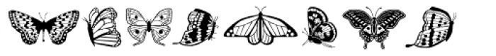 Papillon