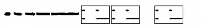 Slm Misc